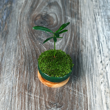 Moha κούπα micro τοπίο Luohan Baby Mini Bonsai για γραφείο και διακόσμηση τραπεζιού • διαπνέον κεραμικό μπολ • μάρκα Beichuan Peach and Plum • έτοιμο για δώρο • κατάλληλο για γραφείο/οικία