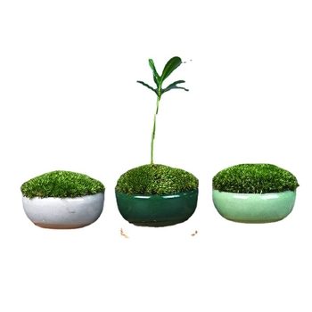 Moha κούπα micro τοπίο Luohan Baby Mini Bonsai για γραφείο και διακόσμηση τραπεζιού • διαπνέον κεραμικό μπολ • μάρκα Beichuan Peach and Plum • έτοιμο για δώρο • κατάλληλο για γραφείο/οικία