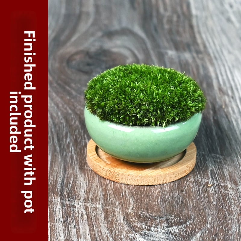 Moha κούπα micro τοπίο Luohan Baby Mini Bonsai για γραφείο και διακόσμηση τραπεζιού • διαπνέον κεραμικό μπολ • μάρκα Beichuan Peach and Plum • έτοιμο για δώρο • κατάλληλο για γραφείο/οικία