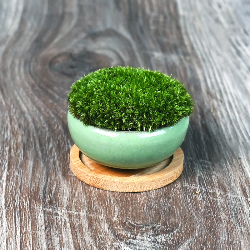Moha κούπα micro τοπίο Luohan Baby Mini Bonsai για γραφείο και διακόσμηση τραπεζιού • διαπνέον κεραμικό μπολ • μάρκα Beichuan Peach and Plum • έτοιμο για δώρο • κατάλληλο για γραφείο/οικία