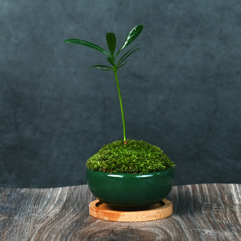 Moha κούπα micro τοπίο Luohan Baby Mini Bonsai για γραφείο και διακόσμηση τραπεζιού • διαπνέον κεραμικό μπολ • μάρκα Beichuan Peach and Plum • έτοιμο για δώρο • κατάλληλο για γραφείο/οικία