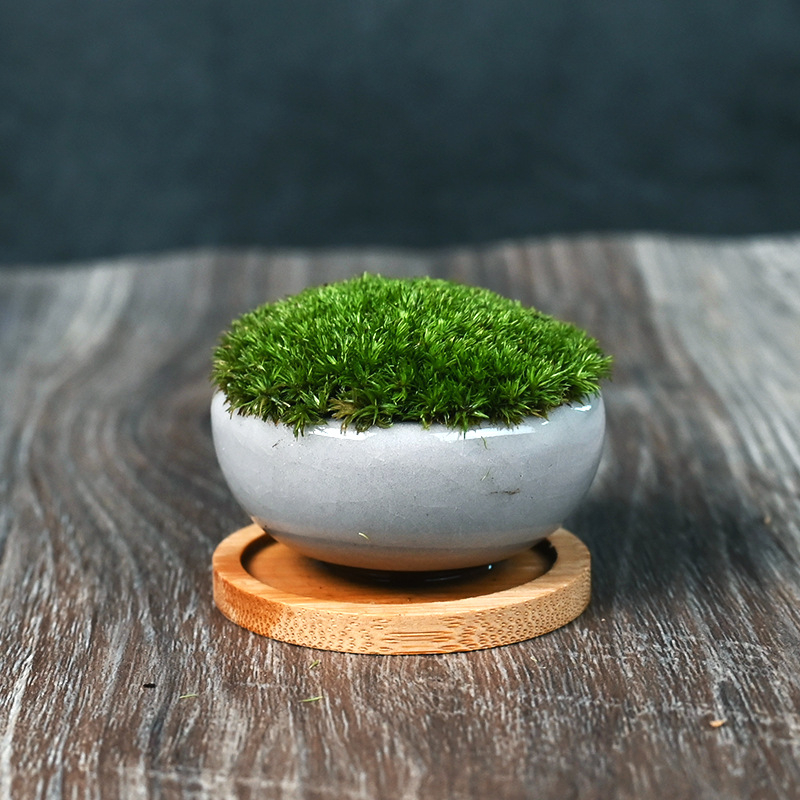 Moha κούπα micro τοπίο Luohan Baby Mini Bonsai για γραφείο και διακόσμηση τραπεζιού • διαπνέον κεραμικό μπολ • μάρκα Beichuan Peach and Plum • έτοιμο για δώρο • κατάλληλο για γραφείο/οικία