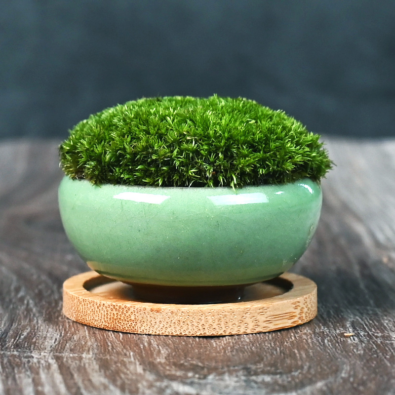 Moha κούπα micro τοπίο Luohan Baby Mini Bonsai για γραφείο και διακόσμηση τραπεζιού • διαπνέον κεραμικό μπολ • μάρκα Beichuan Peach and Plum • έτοιμο για δώρο • κατάλληλο για γραφείο/οικία