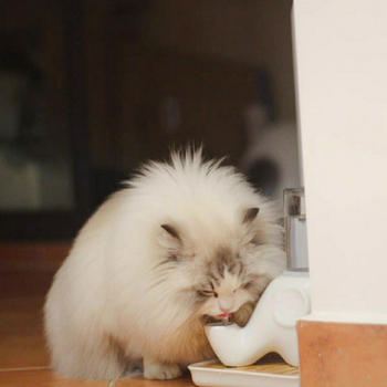 Ποτίστρα για γάτες — κεραμική, εμπνευσμένη από ελέφαντα, μη βρέχει το πηγούνι, μπολ με πρόσωπο Γκαρφίλντ και επίπεδο πρόσωπο, αποσπώμενο, μοντέλο Tf55