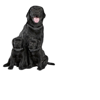 ABBIDOT Τηλεχειριζόμενος ηλεκτρικός κολάρος εκπαίδευσης σκύλων — συσκευή εκπαίδευσης και αντί-γαβγίσματος, πολυεστέρας