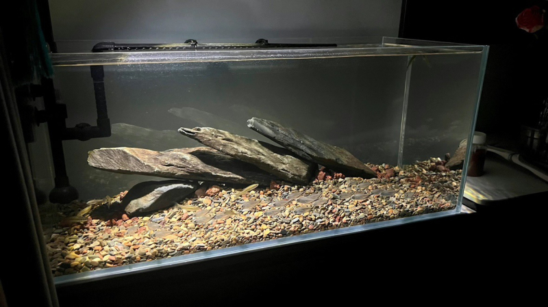 Akvarisztikai tájkép fő kő, rockery készlet halak, garnéla és teknősök számára