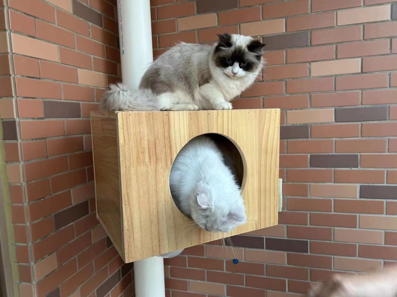 Yuepai PVC котешка катереща рамка за балкон, прост стил