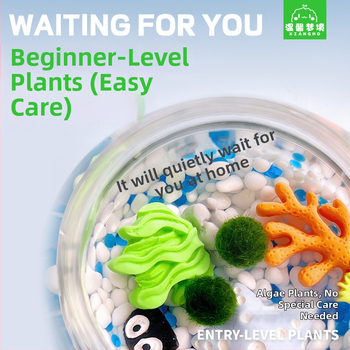 Miniatűr tengeri algagolyó – városi sziget mikro táj ökológiai üvegben irodai hidroponikus növényekhez chlorella tápoldattal