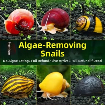 Σαλιγκάρια ενυδρείου – γλυκού νερού σαλιγκάρια μήλο, αφαίρεση φυκών, καθαρισμός ενυδρείου, μάρκα Five excellent families; Διαφορετικό: Άλλο; Εισαγωγή: Ναι; Είδος: Ψάρια