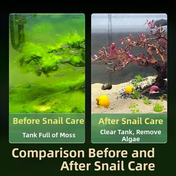 Σαλιγκάρια ενυδρείου – γλυκού νερού σαλιγκάρια μήλο, αφαίρεση φυκών, καθαρισμός ενυδρείου, μάρκα Five excellent families; Διαφορετικό: Άλλο; Εισαγωγή: Ναι; Είδος: Ψάρια