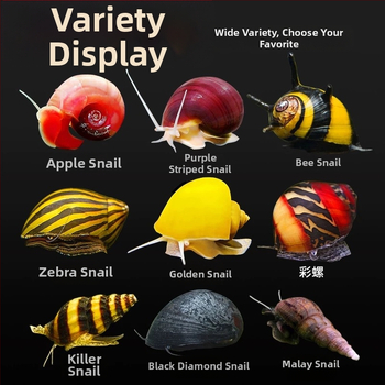 Σαλιγκάρια ενυδρείου – γλυκού νερού σαλιγκάρια μήλο, αφαίρεση φυκών, καθαρισμός ενυδρείου, μάρκα Five excellent families; Διαφορετικό: Άλλο; Εισαγωγή: Ναι; Είδος: Ψάρια