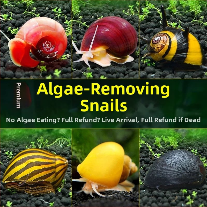 Σαλιγκάρια ενυδρείου – γλυκού νερού σαλιγκάρια μήλο, αφαίρεση φυκών, καθαρισμός ενυδρείου, μάρκα Five excellent families; Διαφορετικό: Άλλο; Εισαγωγή: Ναι; Είδος: Ψάρια