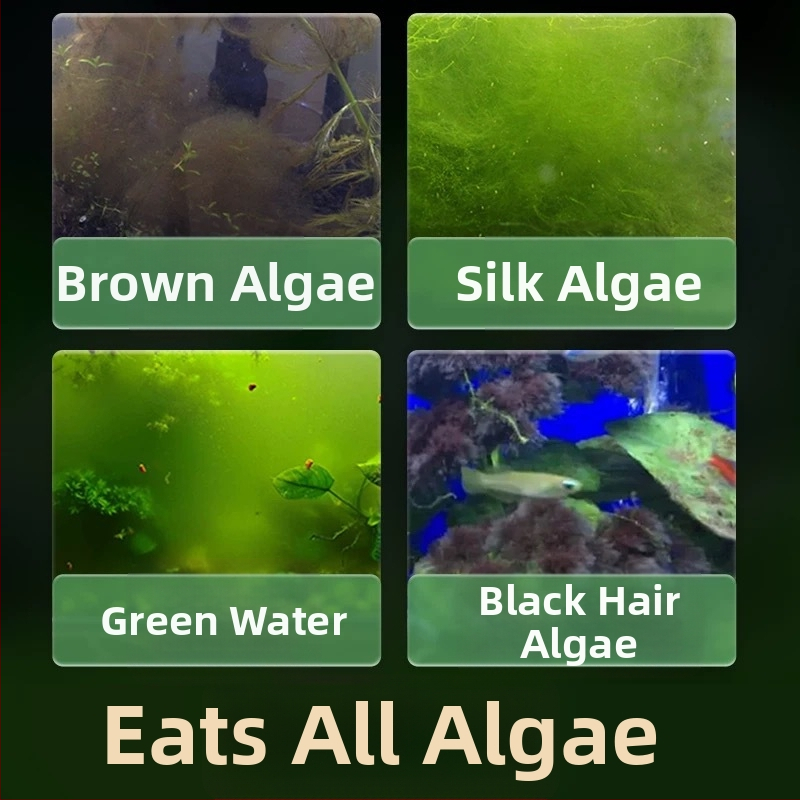 Σαλιγκάρια ενυδρείου – γλυκού νερού σαλιγκάρια μήλο, αφαίρεση φυκών, καθαρισμός ενυδρείου, μάρκα Five excellent families; Διαφορετικό: Άλλο; Εισαγωγή: Ναι; Είδος: Ψάρια