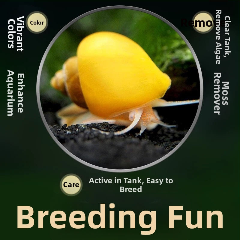 Σαλιγκάρια ενυδρείου – γλυκού νερού σαλιγκάρια μήλο, αφαίρεση φυκών, καθαρισμός ενυδρείου, μάρκα Five excellent families; Διαφορετικό: Άλλο; Εισαγωγή: Ναι; Είδος: Ψάρια