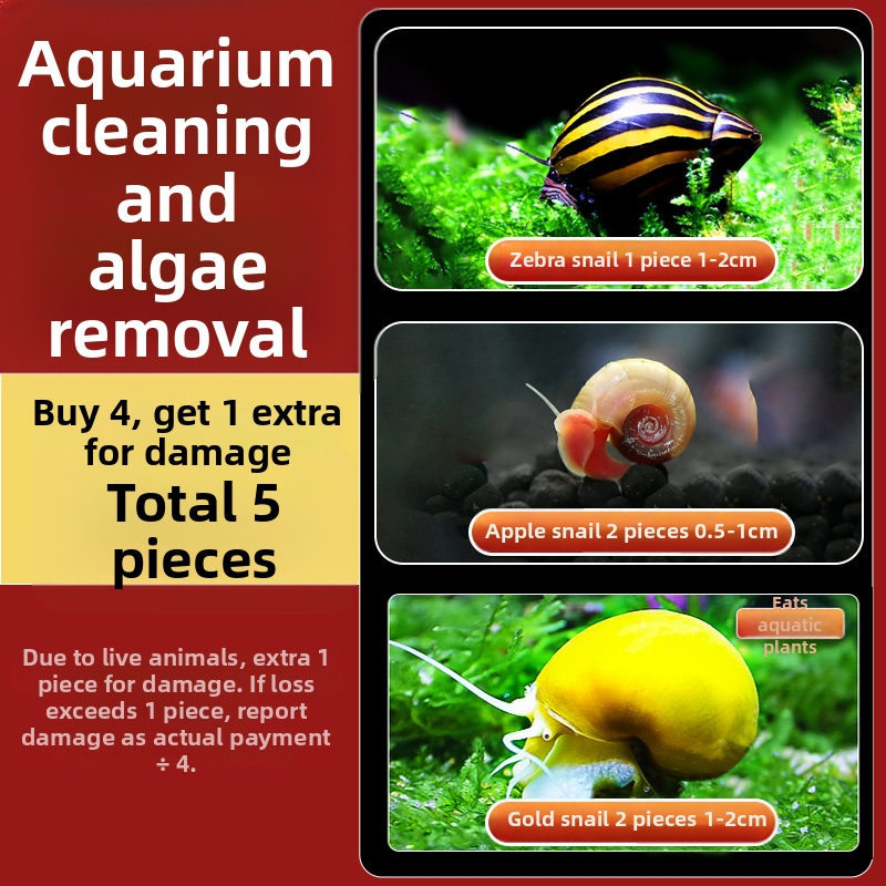 Σαλιγκάρια ενυδρείου – γλυκού νερού σαλιγκάρια μήλο, αφαίρεση φυκών, καθαρισμός ενυδρείου, μάρκα Five excellent families; Διαφορετικό: Άλλο; Εισαγωγή: Ναι; Είδος: Ψάρια