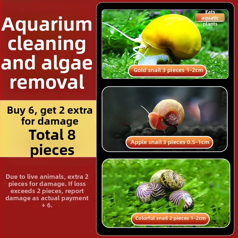 Σαλιγκάρια ενυδρείου – γλυκού νερού σαλιγκάρια μήλο, αφαίρεση φυκών, καθαρισμός ενυδρείου, μάρκα Five excellent families; Διαφορετικό: Άλλο; Εισαγωγή: Ναι; Είδος: Ψάρια