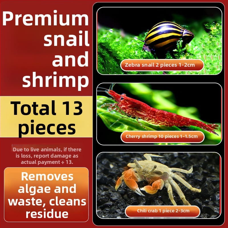 Σαλιγκάρια ενυδρείου – γλυκού νερού σαλιγκάρια μήλο, αφαίρεση φυκών, καθαρισμός ενυδρείου, μάρκα Five excellent families; Διαφορετικό: Άλλο; Εισαγωγή: Ναι; Είδος: Ψάρια