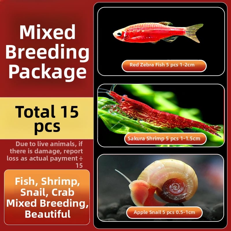 Σαλιγκάρια ενυδρείου – γλυκού νερού σαλιγκάρια μήλο, αφαίρεση φυκών, καθαρισμός ενυδρείου, μάρκα Five excellent families; Διαφορετικό: Άλλο; Εισαγωγή: Ναι; Είδος: Ψάρια