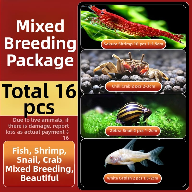 Σαλιγκάρια ενυδρείου – γλυκού νερού σαλιγκάρια μήλο, αφαίρεση φυκών, καθαρισμός ενυδρείου, μάρκα Five excellent families; Διαφορετικό: Άλλο; Εισαγωγή: Ναι; Είδος: Ψάρια