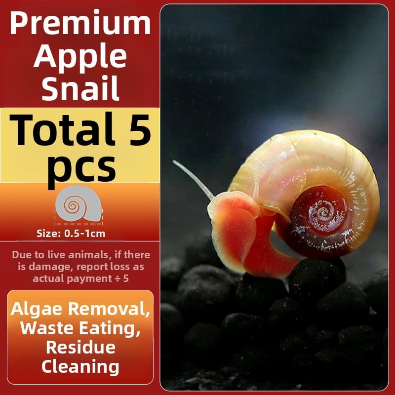 Σαλιγκάρια ενυδρείου – γλυκού νερού σαλιγκάρια μήλο, αφαίρεση φυκών, καθαρισμός ενυδρείου, μάρκα Five excellent families; Διαφορετικό: Άλλο; Εισαγωγή: Ναι; Είδος: Ψάρια