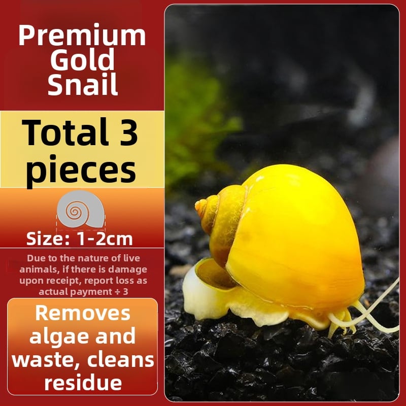 Σαλιγκάρια ενυδρείου – γλυκού νερού σαλιγκάρια μήλο, αφαίρεση φυκών, καθαρισμός ενυδρείου, μάρκα Five excellent families; Διαφορετικό: Άλλο; Εισαγωγή: Ναι; Είδος: Ψάρια