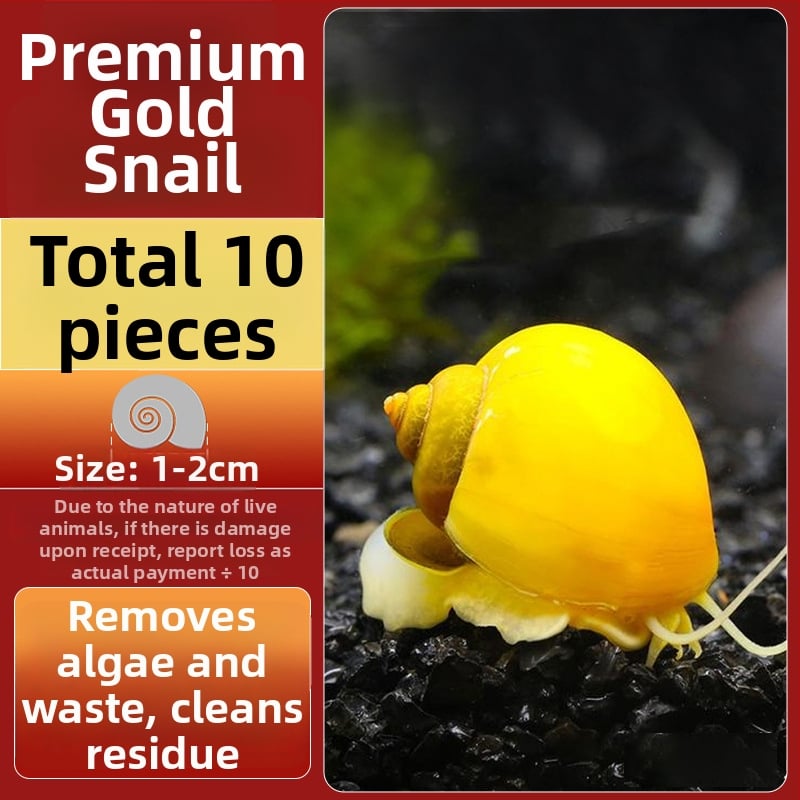 Σαλιγκάρια ενυδρείου – γλυκού νερού σαλιγκάρια μήλο, αφαίρεση φυκών, καθαρισμός ενυδρείου, μάρκα Five excellent families; Διαφορετικό: Άλλο; Εισαγωγή: Ναι; Είδος: Ψάρια