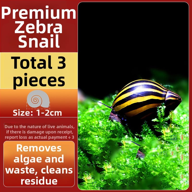 Σαλιγκάρια ενυδρείου – γλυκού νερού σαλιγκάρια μήλο, αφαίρεση φυκών, καθαρισμός ενυδρείου, μάρκα Five excellent families; Διαφορετικό: Άλλο; Εισαγωγή: Ναι; Είδος: Ψάρια