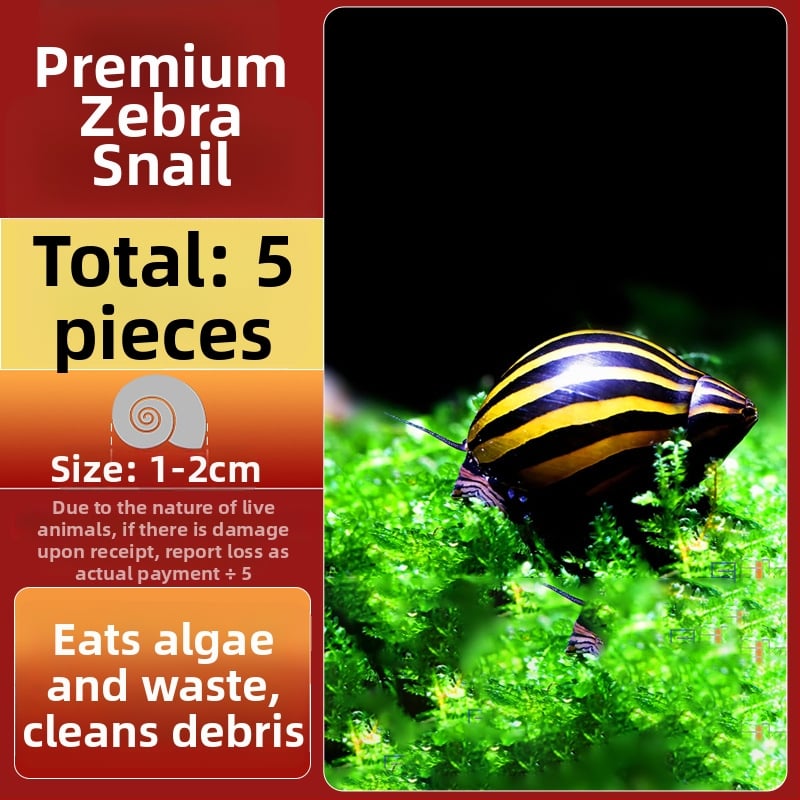 Σαλιγκάρια ενυδρείου – γλυκού νερού σαλιγκάρια μήλο, αφαίρεση φυκών, καθαρισμός ενυδρείου, μάρκα Five excellent families; Διαφορετικό: Άλλο; Εισαγωγή: Ναι; Είδος: Ψάρια