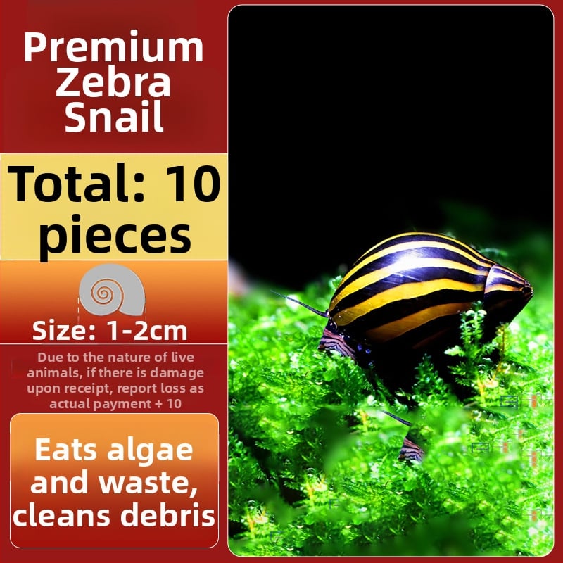 Σαλιγκάρια ενυδρείου – γλυκού νερού σαλιγκάρια μήλο, αφαίρεση φυκών, καθαρισμός ενυδρείου, μάρκα Five excellent families; Διαφορετικό: Άλλο; Εισαγωγή: Ναι; Είδος: Ψάρια