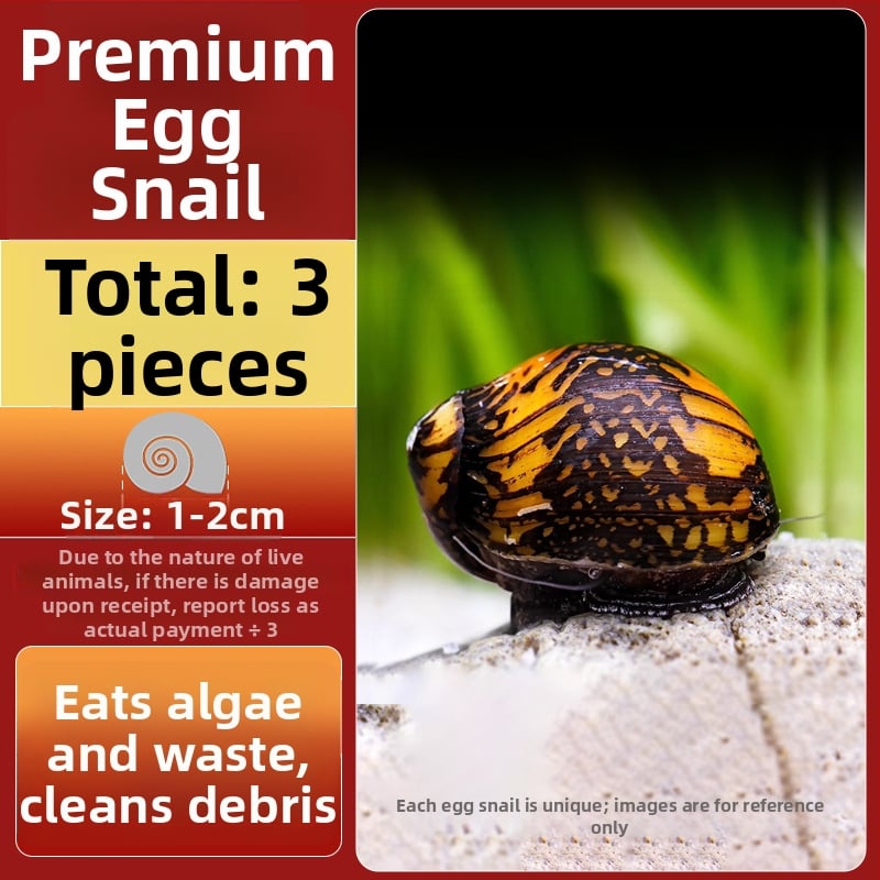 Σαλιγκάρια ενυδρείου – γλυκού νερού σαλιγκάρια μήλο, αφαίρεση φυκών, καθαρισμός ενυδρείου, μάρκα Five excellent families; Διαφορετικό: Άλλο; Εισαγωγή: Ναι; Είδος: Ψάρια