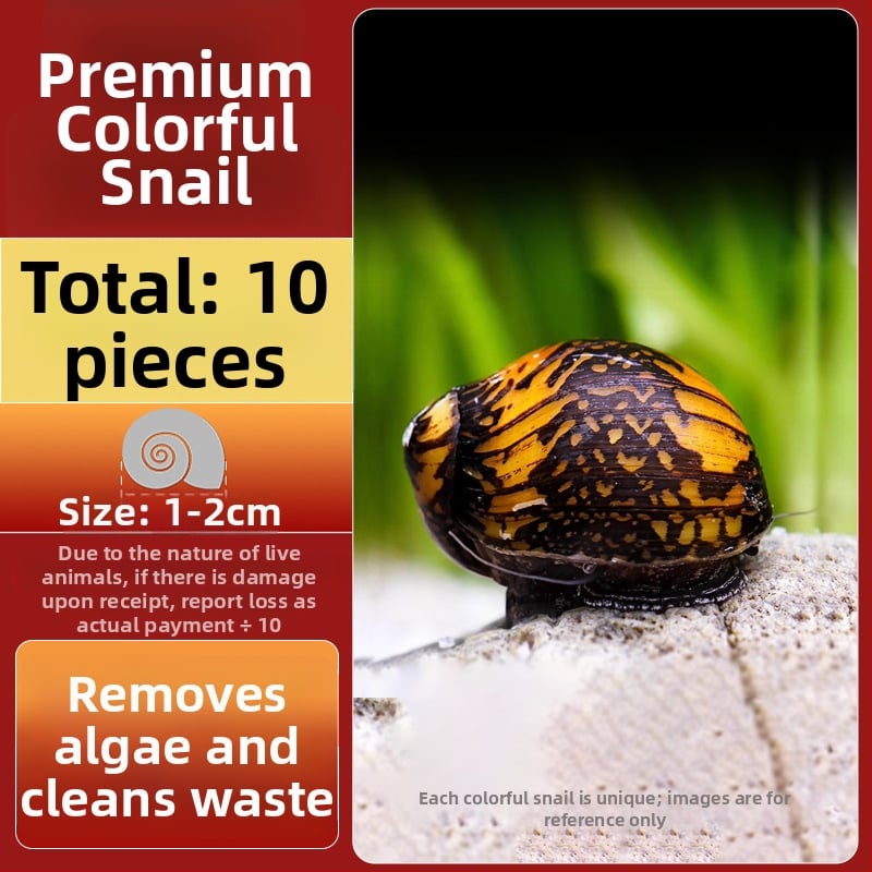 Σαλιγκάρια ενυδρείου – γλυκού νερού σαλιγκάρια μήλο, αφαίρεση φυκών, καθαρισμός ενυδρείου, μάρκα Five excellent families; Διαφορετικό: Άλλο; Εισαγωγή: Ναι; Είδος: Ψάρια