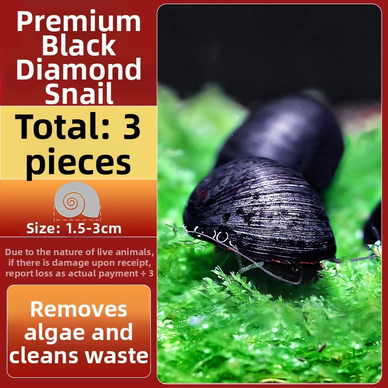 Σαλιγκάρια ενυδρείου – γλυκού νερού σαλιγκάρια μήλο, αφαίρεση φυκών, καθαρισμός ενυδρείου, μάρκα Five excellent families; Διαφορετικό: Άλλο; Εισαγωγή: Ναι; Είδος: Ψάρια