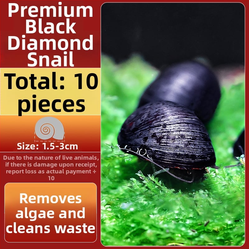 Σαλιγκάρια ενυδρείου – γλυκού νερού σαλιγκάρια μήλο, αφαίρεση φυκών, καθαρισμός ενυδρείου, μάρκα Five excellent families; Διαφορετικό: Άλλο; Εισαγωγή: Ναι; Είδος: Ψάρια