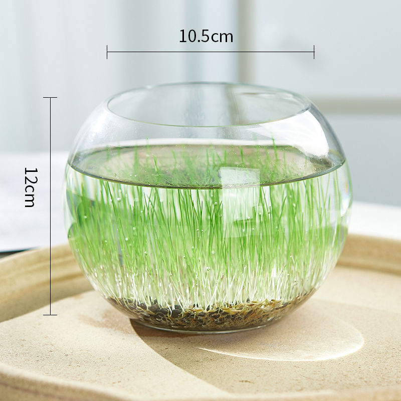 Mini staklena vaza za akvarij i hidroponiku – Kućni DIY ekološka dekoracija, mikro krajolik kroz četiri godišnja doba, moderni jednostavni stil