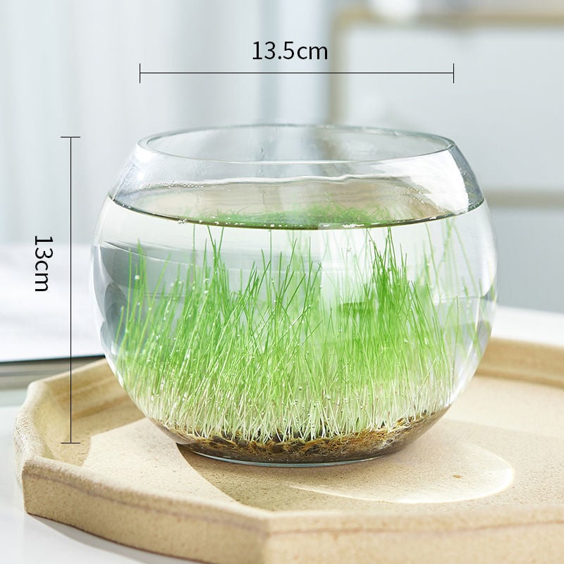Mini staklena vaza za akvarij i hidroponiku – Kućni DIY ekološka dekoracija, mikro krajolik kroz četiri godišnja doba, moderni jednostavni stil