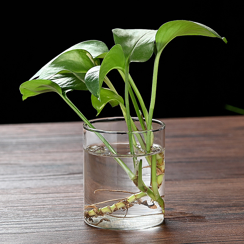 Δοχείο από γυαλί υψηλής αντοχής για υδροπονία, ανθοδέσεις και διαφανές ενυδρείο, χαρτονένια συσκευασία