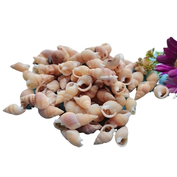 Διάκοσμητικά ενυδρείου από κοχύλια – φυσικά θαλάσσια κοχύλια, ναυτικό στυλ, πλήρως φυσική κατασκευή (Υλικό: Κοχύλι; Στυλ: Ναυτικό; Διαδικασία: Βιονική; Εφαρμογές: αξεσουάρ φωτογραφικών στούντιο, απεικονίσεις ενυδρείου)