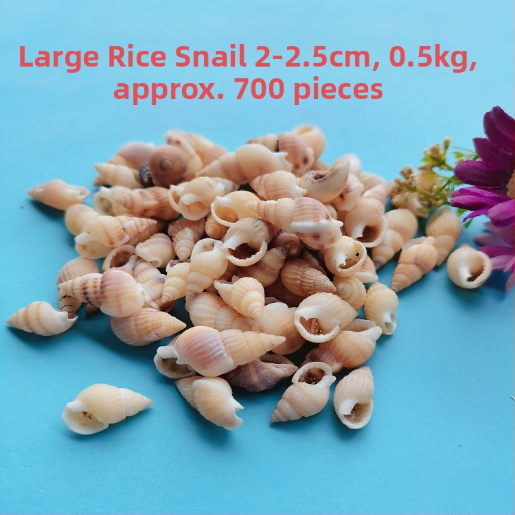 Dekoračné mušle do akvária – prírodné mušle, námorný štýl; spracovanie prirodzené; výrobný proces: bionický; Využitie: rekvizita do fotostudia, obrázky pre akvárium (Materiál: mušle; Štýl: námorný; Spracovanie: prirodzené; Výrobný proces: bionický)