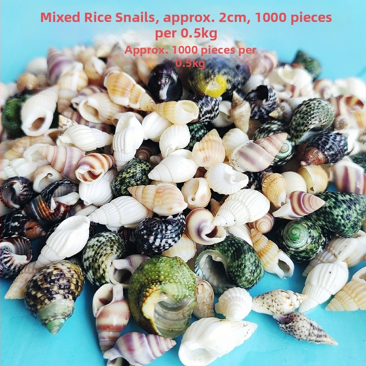 Διάκοσμητικά ενυδρείου από κοχύλια – φυσικά θαλάσσια κοχύλια, ναυτικό στυλ, πλήρως φυσική κατασκευή (Υλικό: Κοχύλι; Στυλ: Ναυτικό; Διαδικασία: Βιονική; Εφαρμογές: αξεσουάρ φωτογραφικών στούντιο, απεικονίσεις ενυδρείου)