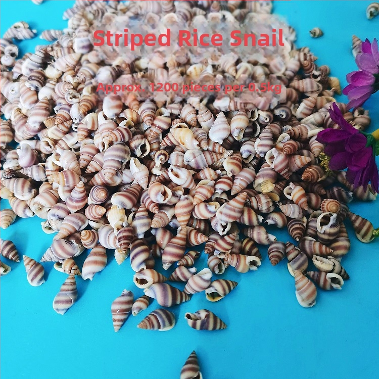 Διάκοσμητικά ενυδρείου από κοχύλια – φυσικά θαλάσσια κοχύλια, ναυτικό στυλ, πλήρως φυσική κατασκευή (Υλικό: Κοχύλι; Στυλ: Ναυτικό; Διαδικασία: Βιονική; Εφαρμογές: αξεσουάρ φωτογραφικών στούντιο, απεικονίσεις ενυδρείου)