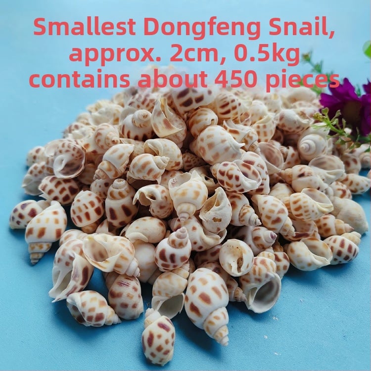 Διάκοσμητικά ενυδρείου από κοχύλια – φυσικά θαλάσσια κοχύλια, ναυτικό στυλ, πλήρως φυσική κατασκευή (Υλικό: Κοχύλι; Στυλ: Ναυτικό; Διαδικασία: Βιονική; Εφαρμογές: αξεσουάρ φωτογραφικών στούντιο, απεικονίσεις ενυδρείου)