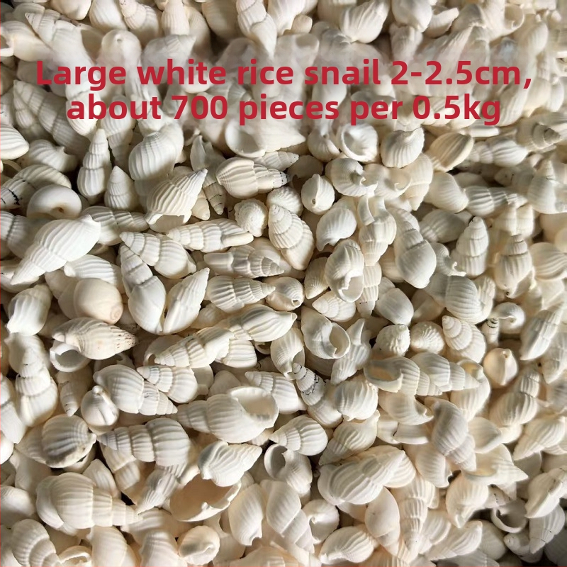 Διάκοσμητικά ενυδρείου από κοχύλια – φυσικά θαλάσσια κοχύλια, ναυτικό στυλ, πλήρως φυσική κατασκευή (Υλικό: Κοχύλι; Στυλ: Ναυτικό; Διαδικασία: Βιονική; Εφαρμογές: αξεσουάρ φωτογραφικών στούντιο, απεικονίσεις ενυδρείου)