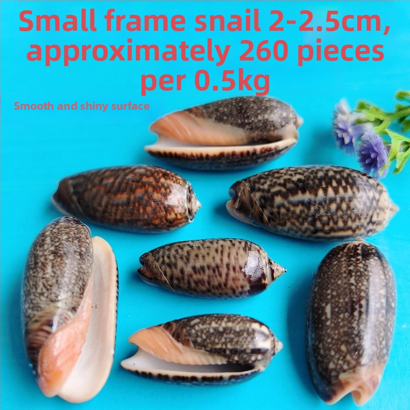 Διάκοσμητικά ενυδρείου από κοχύλια – φυσικά θαλάσσια κοχύλια, ναυτικό στυλ, πλήρως φυσική κατασκευή (Υλικό: Κοχύλι; Στυλ: Ναυτικό; Διαδικασία: Βιονική; Εφαρμογές: αξεσουάρ φωτογραφικών στούντιο, απεικονίσεις ενυδρείου)