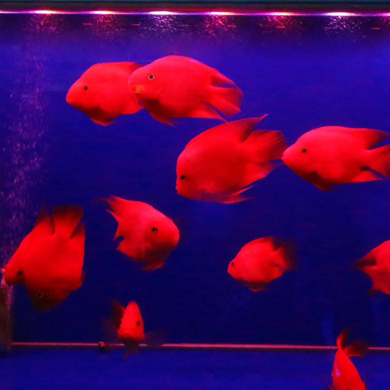 Υποβρύχιο LED φως για ενυδρείο με λειτουργία εναλλαγής χρωμάτων — πλαστικό περίβλημα, ισχύς 3–17 W, βάρος 0.65–1.5, μάρκα Jialu