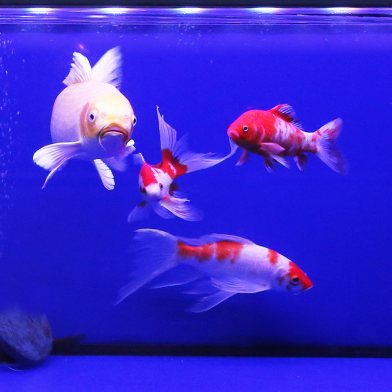 Υποβρύχιο LED φως για ενυδρείο με λειτουργία εναλλαγής χρωμάτων — πλαστικό περίβλημα, ισχύς 3–17 W, βάρος 0.65–1.5, μάρκα Jialu