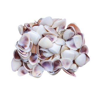 Μίνι φιάλη με κοχύλι θαλάσσιου σαλιού - φυσικό υλικό, χειροποίητο μικροτοπίο διακόσμησης, μεσογειακό στυλ (Υλικό: Κέλυφος, Θαλάσσιο Σαλιγκάρι; Κατασκευή: Φυσική; Κωδικός Προϊόντος: Mini Small Sea Snail)