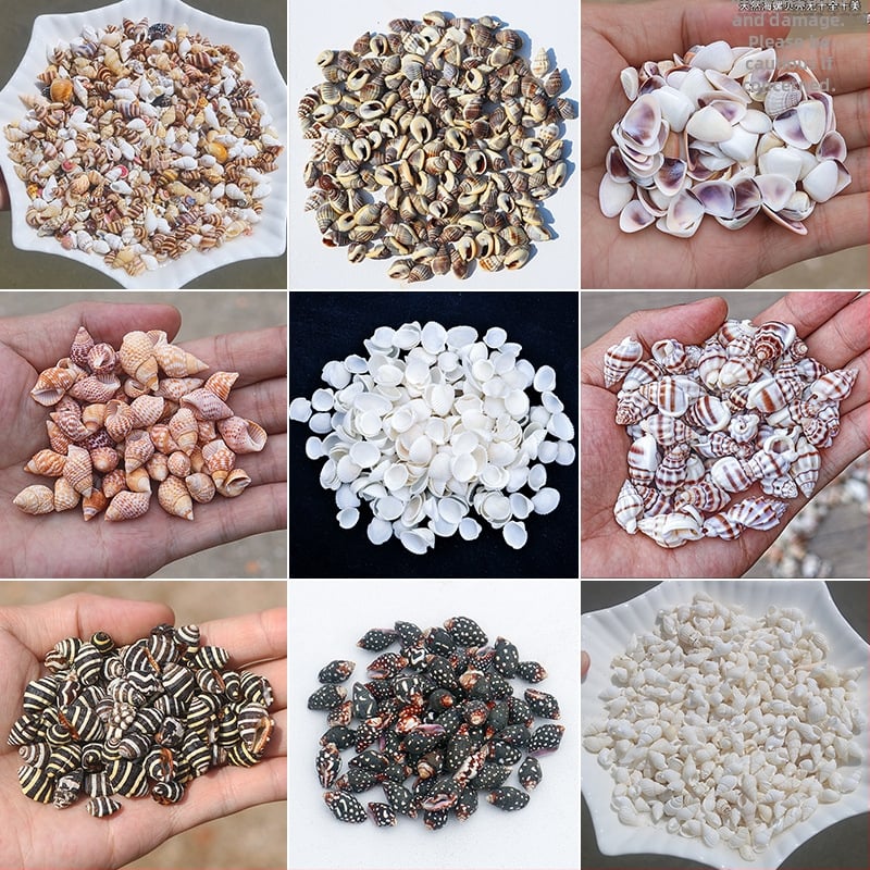 Μίνι φιάλη με κοχύλι θαλάσσιου σαλιού - φυσικό υλικό, χειροποίητο μικροτοπίο διακόσμησης, μεσογειακό στυλ (Υλικό: Κέλυφος, Θαλάσσιο Σαλιγκάρι; Κατασκευή: Φυσική; Κωδικός Προϊόντος: Mini Small Sea Snail)