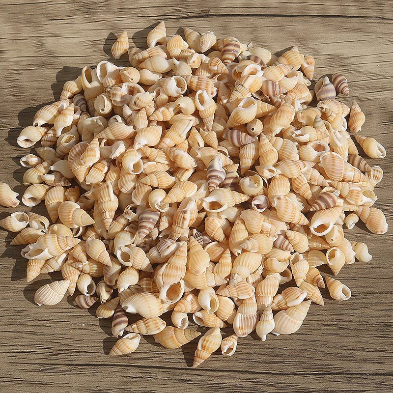 Μίνι φιάλη με κοχύλι θαλάσσιου σαλιού - φυσικό υλικό, χειροποίητο μικροτοπίο διακόσμησης, μεσογειακό στυλ (Υλικό: Κέλυφος, Θαλάσσιο Σαλιγκάρι; Κατασκευή: Φυσική; Κωδικός Προϊόντος: Mini Small Sea Snail)