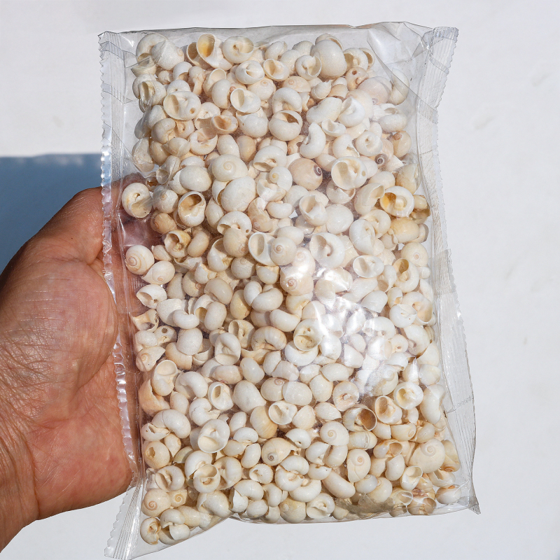 Μίνι φιάλη με κοχύλι θαλάσσιου σαλιού - φυσικό υλικό, χειροποίητο μικροτοπίο διακόσμησης, μεσογειακό στυλ (Υλικό: Κέλυφος, Θαλάσσιο Σαλιγκάρι; Κατασκευή: Φυσική; Κωδικός Προϊόντος: Mini Small Sea Snail)