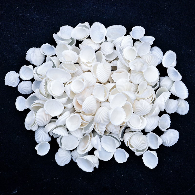 Μίνι φιάλη με κοχύλι θαλάσσιου σαλιού - φυσικό υλικό, χειροποίητο μικροτοπίο διακόσμησης, μεσογειακό στυλ (Υλικό: Κέλυφος, Θαλάσσιο Σαλιγκάρι; Κατασκευή: Φυσική; Κωδικός Προϊόντος: Mini Small Sea Snail)